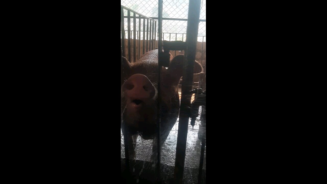 Pig farming 🐷 ♥