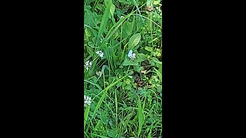 butterfly 6of6