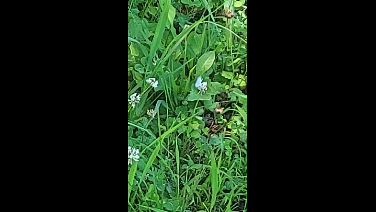 butterfly 6of6