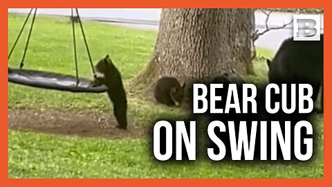 Playful Bear Cubs Take Over Backyard Swing While Enjoying Cicada Season