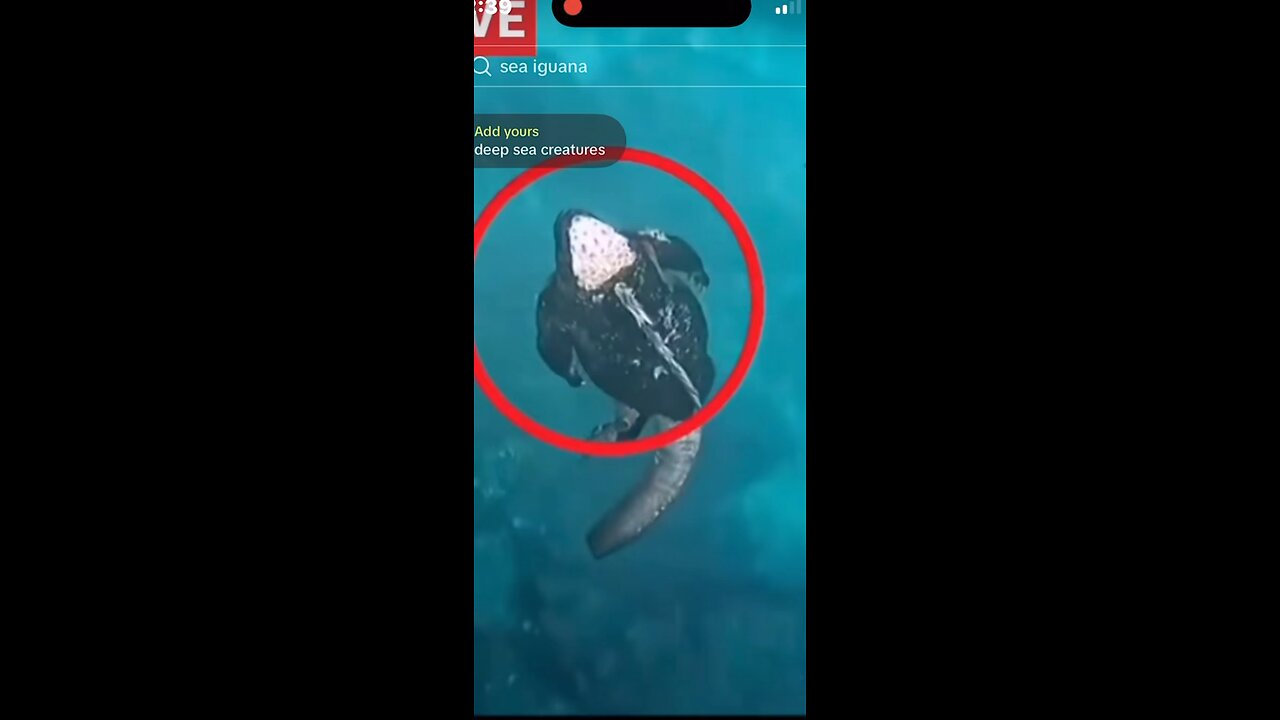 Strange ocean creature
