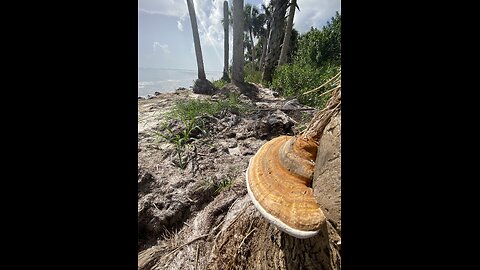 Water Walk #2 – Rant, Reflections & Shoreline Exploration (15 min)