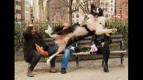 Funny pets Best Compilation 2025