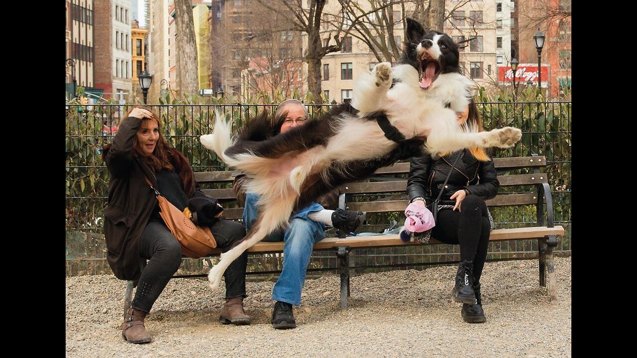 Funny pets Best Compilation 2025