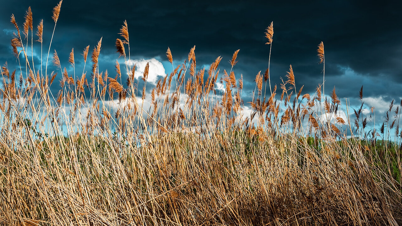 The sound of reeds hitting each other. The sound of nature. Black screen.