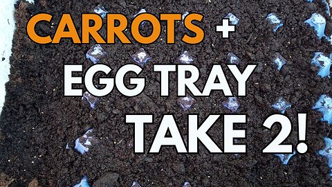 Will It Work This Time? Growing Carrots in a Tub with an Egg Tray 🥕🥕