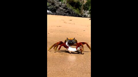 Crabs: The Side-Walking Warriors of the Sea! 🦀