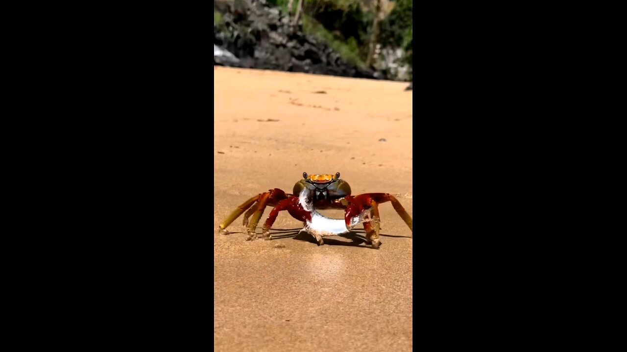 Crabs: The Side-Walking Warriors of the Sea! 🦀