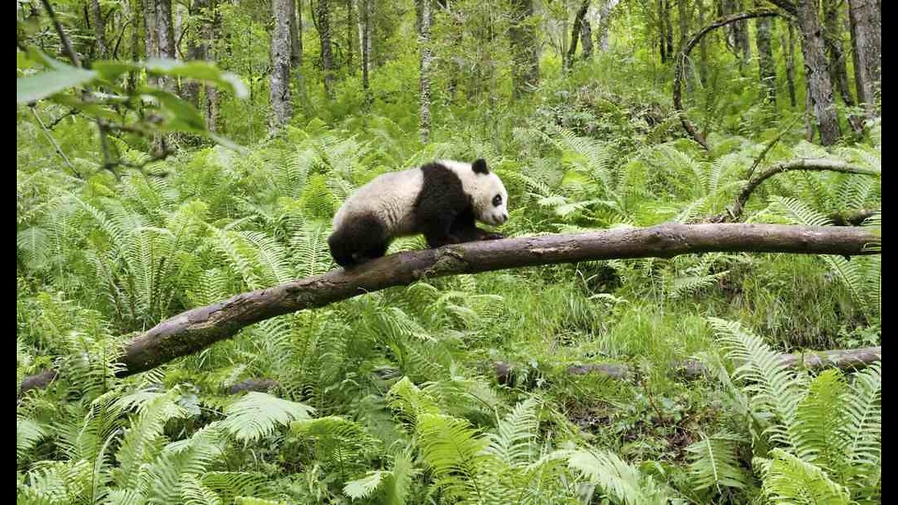 The Annual Earth Day Conflict Report From Bald Hedgehogs to Witch Executions to Deadly Cereal