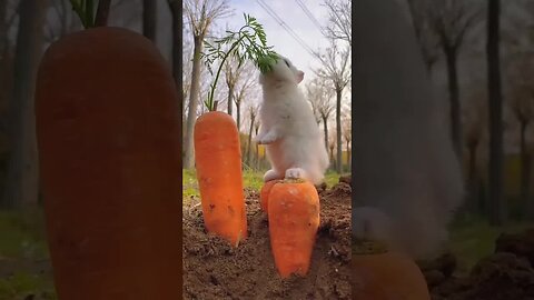 The little white rabbit is white and likes to eat carrots and green vegetables. Cute pet debut p
