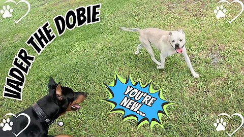 Doberman Meets Lucy — New Puppy Playdate in the Making 🐾
