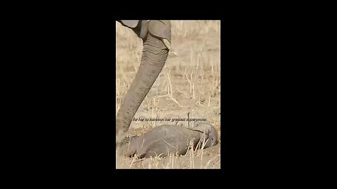 Love All Life Always -#183 -Elephant Vibrational "Hearing". More Proof That Everything Vibrates.