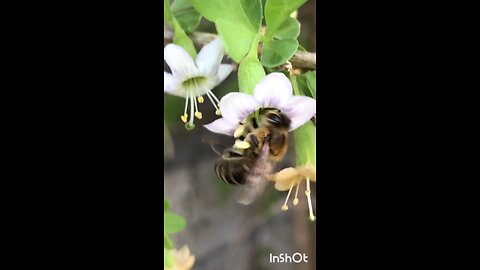 enjoy buzzing bee