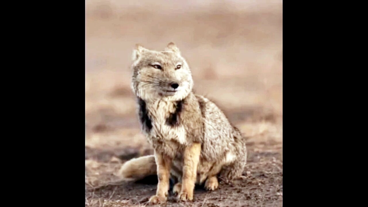 ტელეგრამი. ტიბეტური მელა ავსტრალიელი ფოტოგრაფის ობიექტივში. 08. 09. 2025