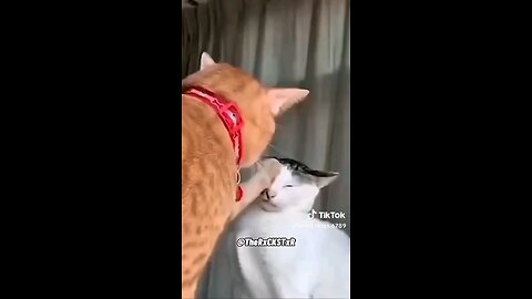 Funny animal voice overs 😂