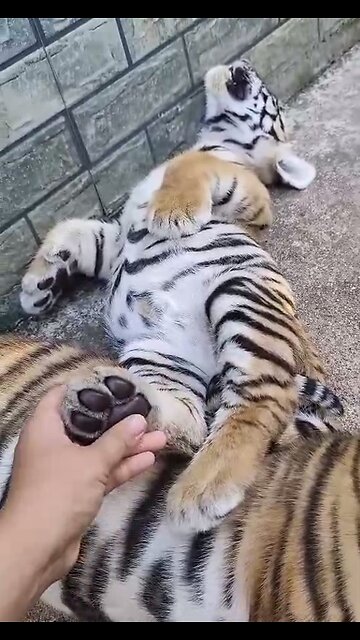 The tiger cubs are resting after lunch.