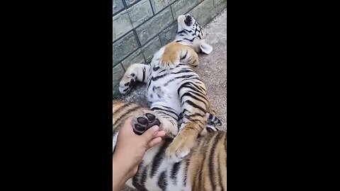 The tiger cubs are resting after lunch.