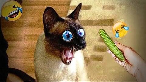 Funniest Animal Videos Ever (Part 28)