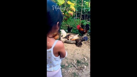 Feeding chicken | countryside life