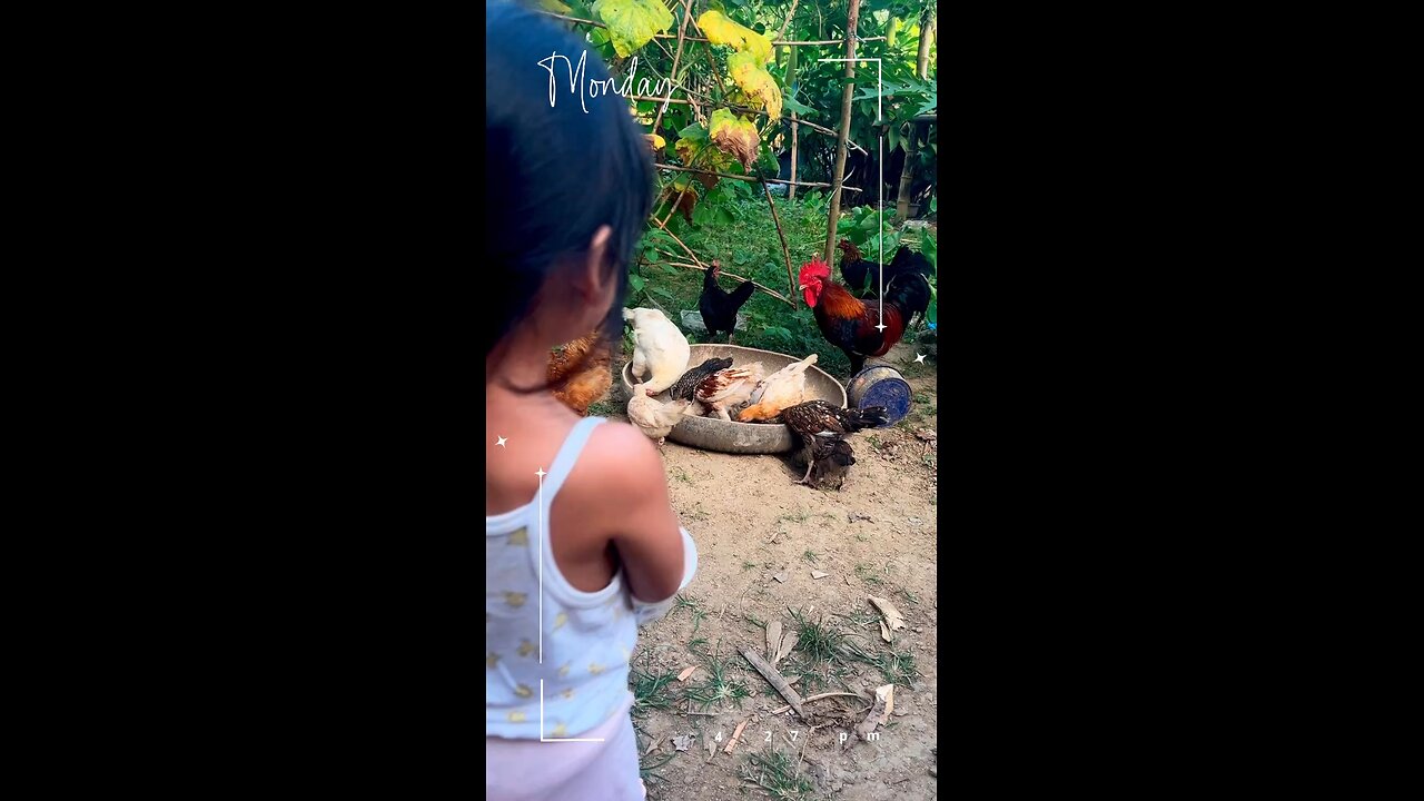 Feeding chicken | countryside life