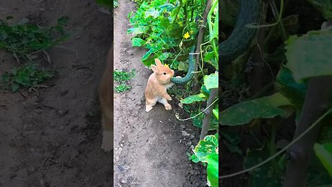 There is a little rabbit stealing cucumbers in the vegetable garden. Cute pet debut plan. Rabbit