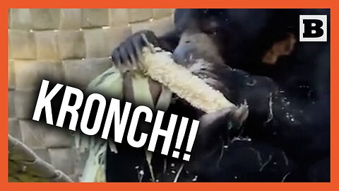Claw-B-Q: Bear Digs into Corn on the Cob