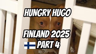 pt4 FINLAND ADVENTURE 2025 #finland #funny #comedy #travel #dog #dogs #pitbull #scadanavia