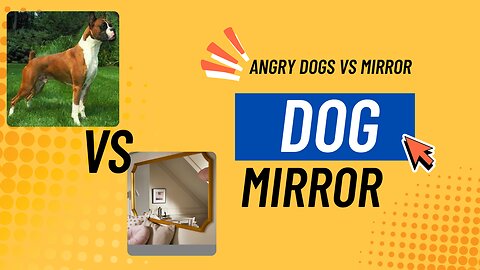 Angry dogs vs mirror reaction #Funny_dogs_fighting_mirror #Amazing mirror reactions on dog