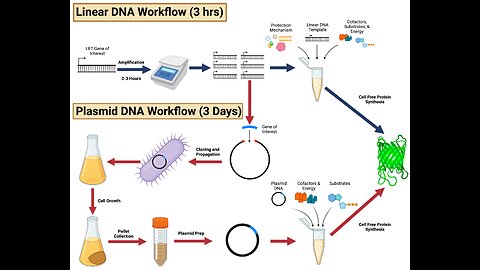 Lipid Nanoparticles | Long-Term Impact of Linearized DNA