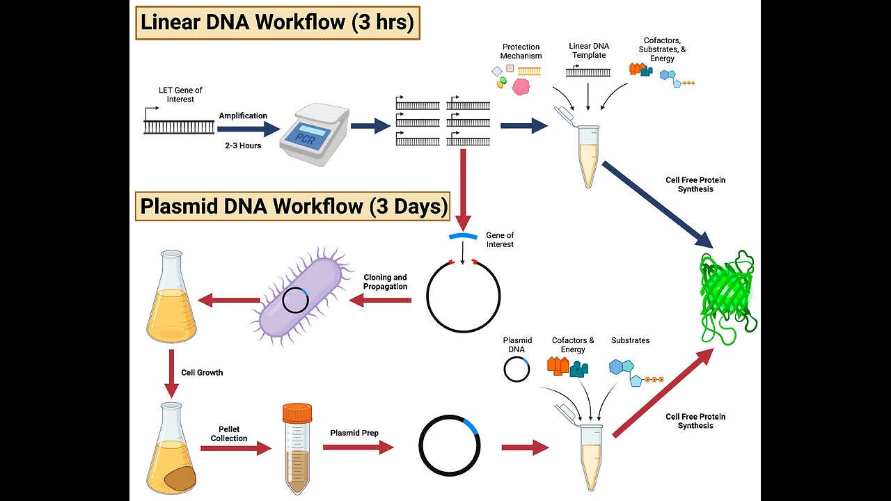 Lipid Nanoparticles | Long-Term Impact of Linearized DNA