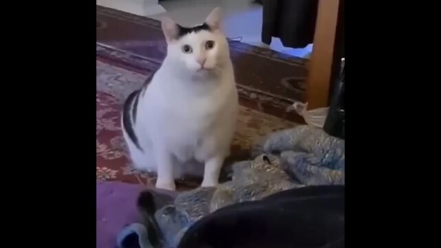 funny weard moments