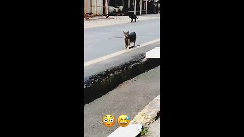 Kitten carrying a huge Snake