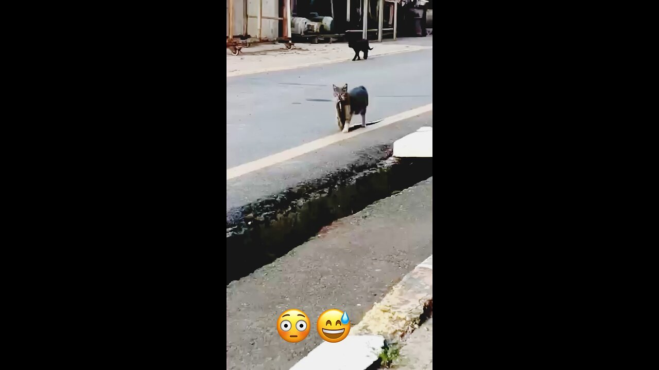Kitten carrying a huge Snake