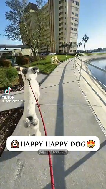 Happy Friday 🤣😂 This video made my day! Enjoy it! The one dog's name is Sig! 😂