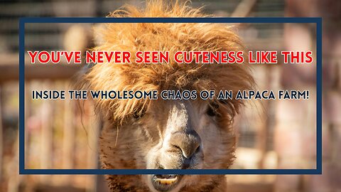 You’ve Never Seen Cuteness Like This—Inside the Wholesome Chaos of an Alpaca Farm!
