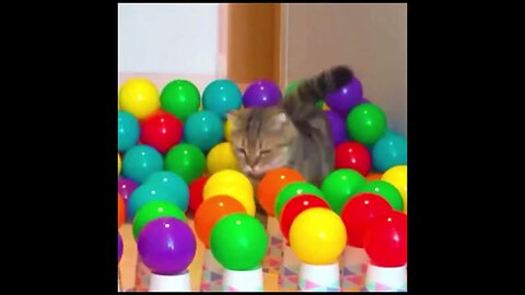 Cats funny