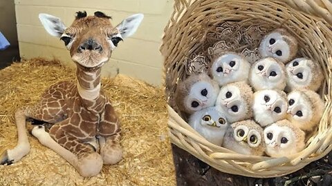AWW Animals SOO Cute! Cute baby animals Videos Compilation cute moment of the animals