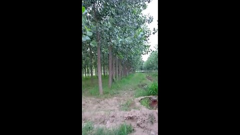satisfying Video