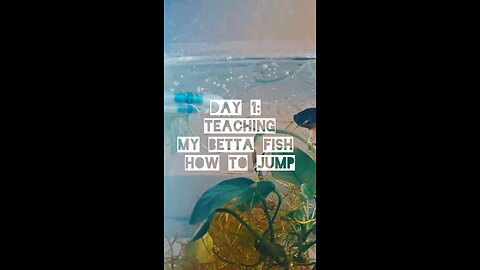 I Taught My Betta Fish How to Jump | Day 1 #bettafish