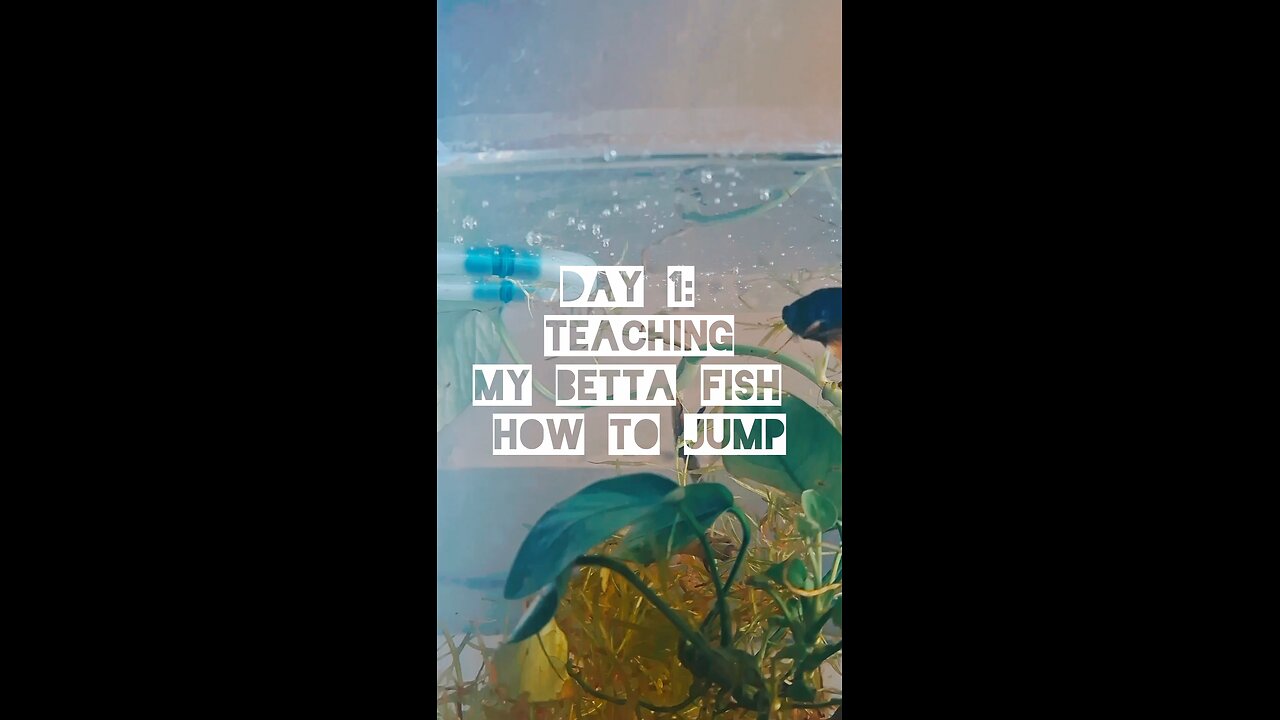 I Taught My Betta Fish How to Jump | Day 1 #bettafish