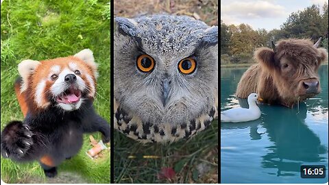 Cute and funny ANIMALS 🐯Videos🔶 Сompilation #