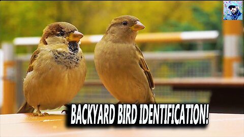 Backyard Bird Identification!