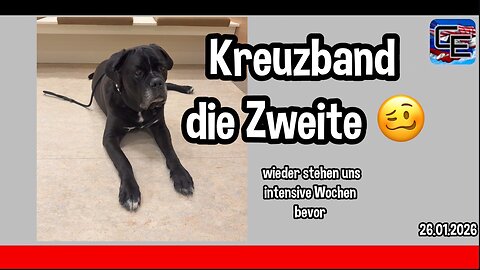 Cane Corso Finn - Kreuzband Riss die Zweite 🥴