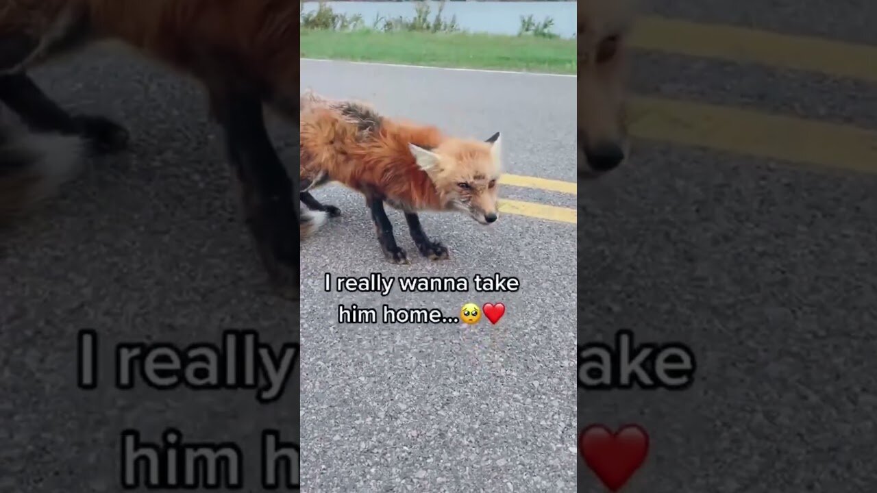 The man noticed a wounded fox at the road and decided to make friends with her