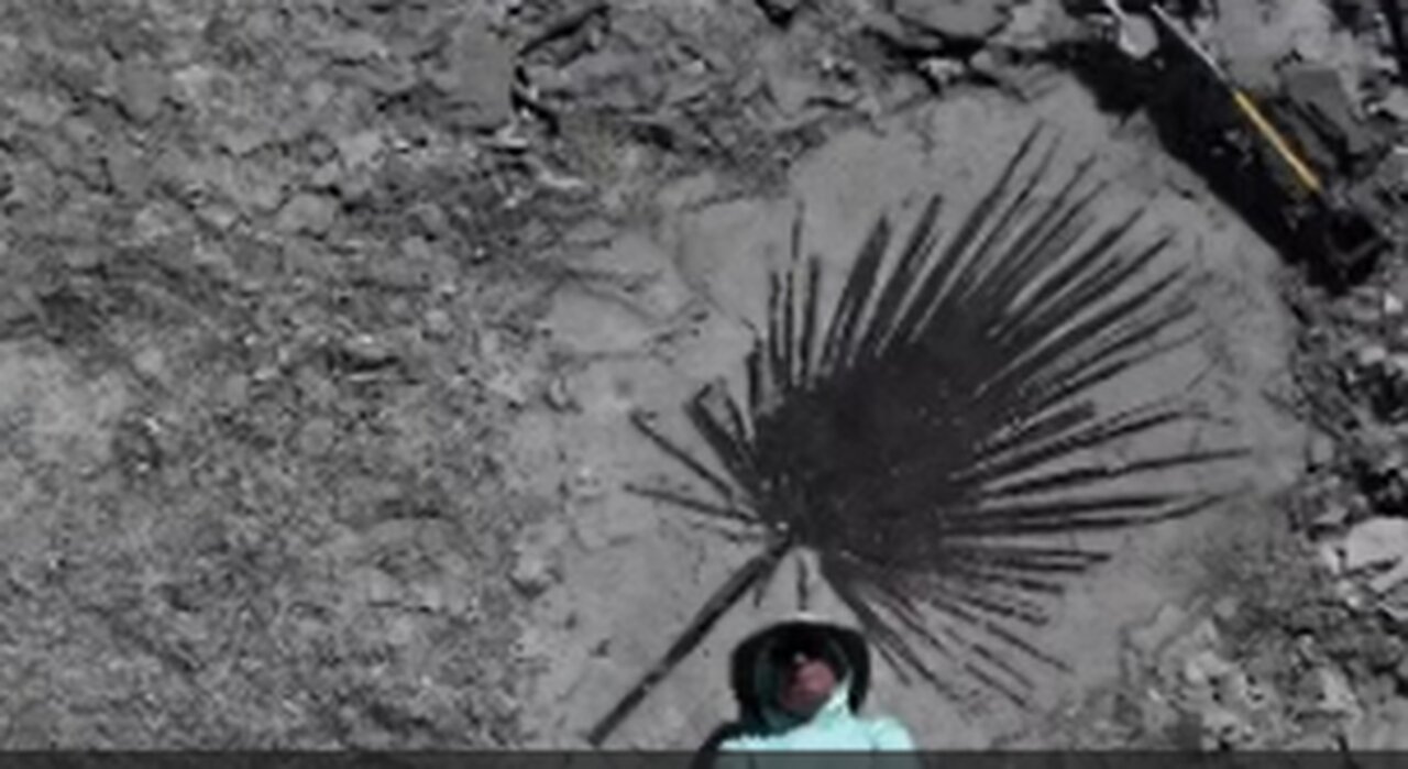 Fossil Plants on FB