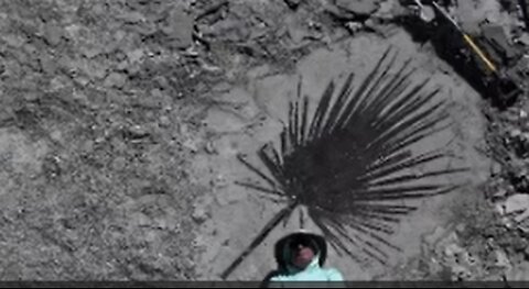 Fossil Plants on FB