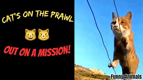 "Cats on the Prawl: Out on a Mission!"