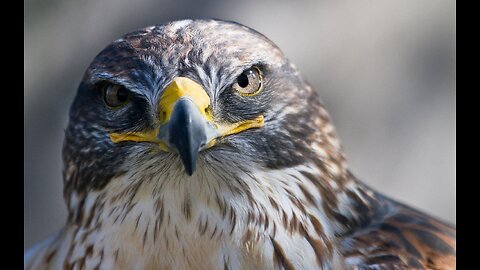 Peregrine Falcon: The Fastest Bird on Earth