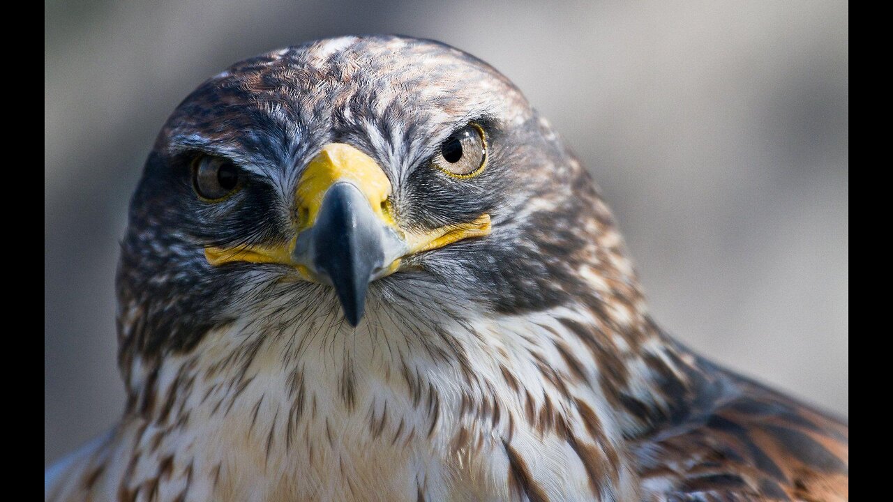 Peregrine Falcon: The Fastest Bird on Earth