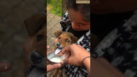 Puppy rescue